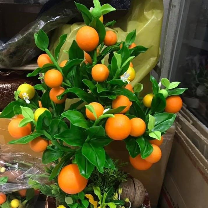 ต้นส้ม Calamondin