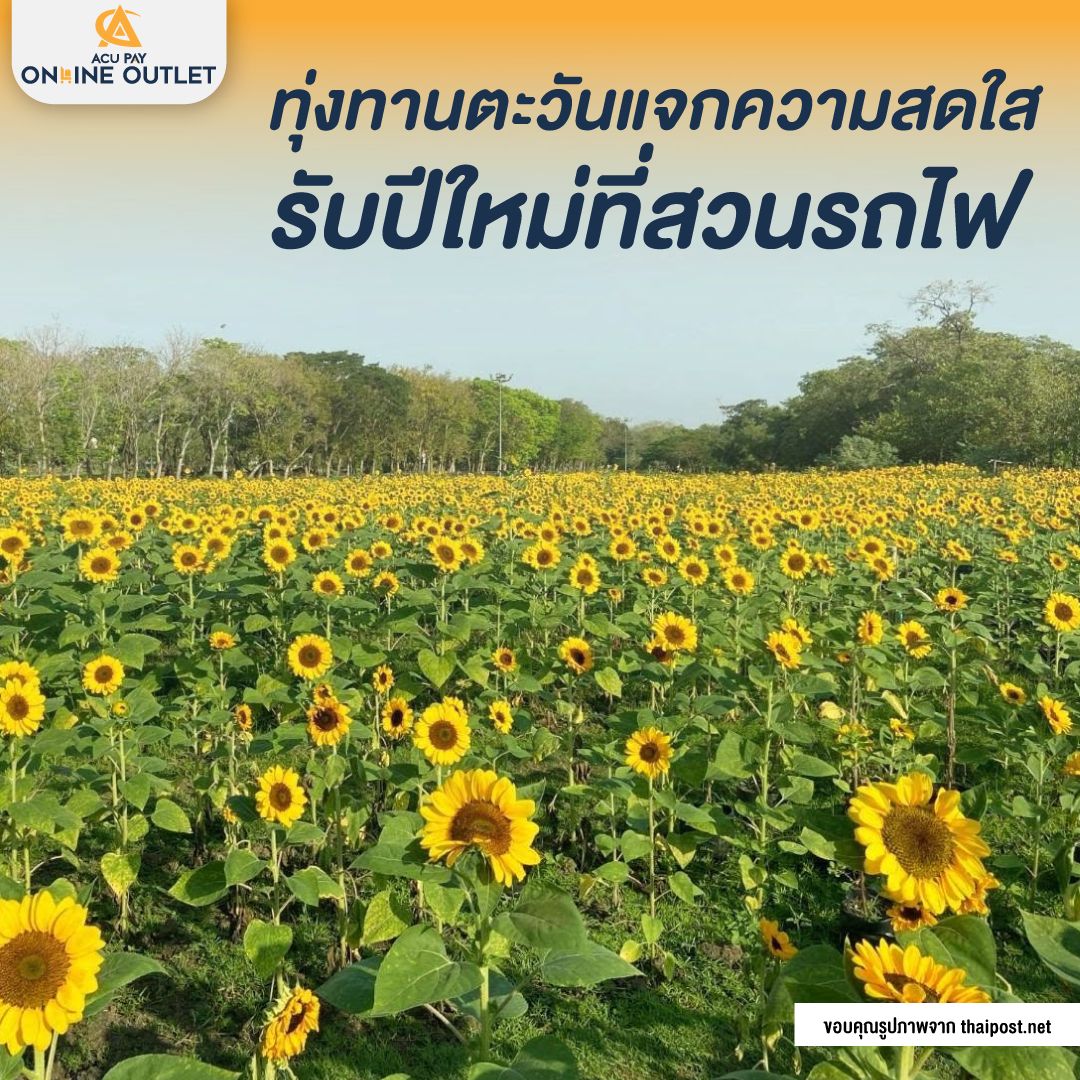 ทุ่งทานตะวัน แจกความสดใสรับปีใหม่ ที่สวนรถไฟ